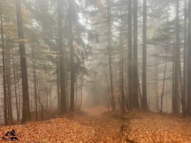 nebbia 002